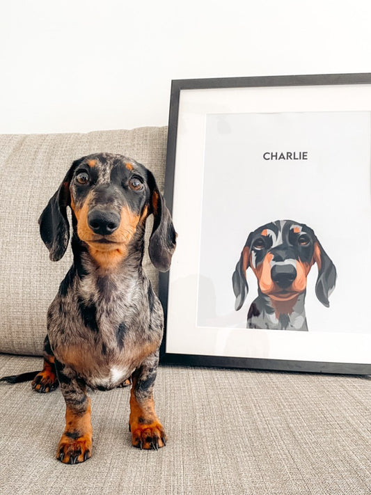 dapple dachshund dog portrait